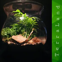 تراریوم جلگه ایی