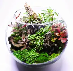 تراریوم جنگل حاره ایی