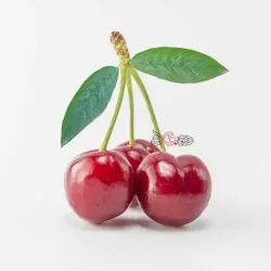 آلبالو درجه 1