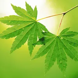 عرق برگ چنار