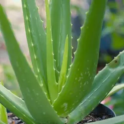 شربت آلوئه ‌ورا گریوه