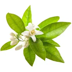 عرق بهار نارنج