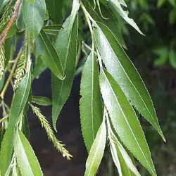 عرق برگ بید