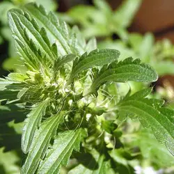 عرق بادرنجبویه