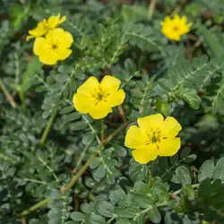 عرق خارخاسک