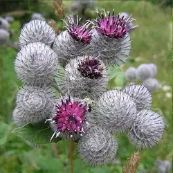 عرق بابا آدم