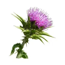 عرق خار مریم