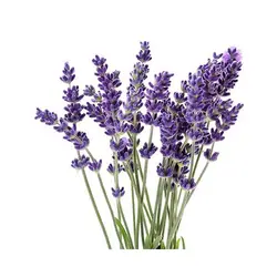 عرق اسطوخودوس