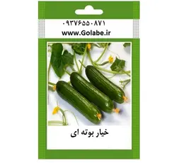 بذر خیار بوته ای