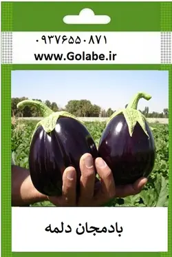 بذر بادمجان دلمه
