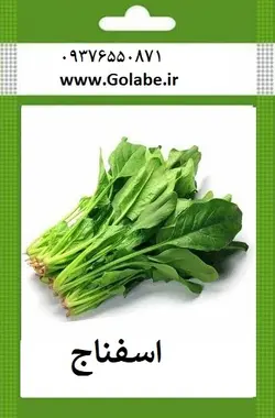 بذر اسفناج