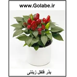 بذر فلفل تزئینی رنگی