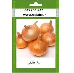 بذر پیاز طلایی
