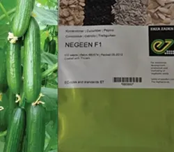 بذر خیار نگین گلخانه ای (بسته 500 تایی)