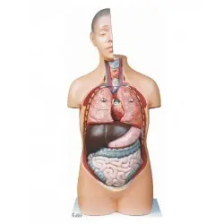 مدل (مولاژ) نیم تنه انسان ۱٫۲اندازه طبیعی