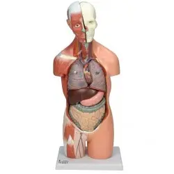 مولاژ نیم‌تنه انسان ۱/۲ اندازه طبیعی ۱۴۰۰۴