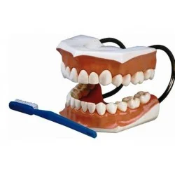 مدل (مولاژ) کره چشم ۱۹۰۰۳