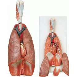 مدل (مولاژ) دستگاه تنفسی ۲۶۰۰۱