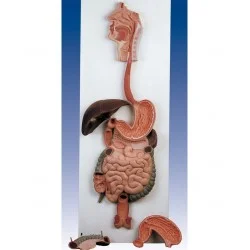 مدل (مولاژ) دستگاه گوارش