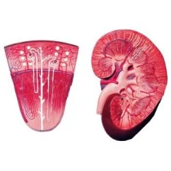 مدل (مولاژ) کلیه ونفرون (دوتکه)
