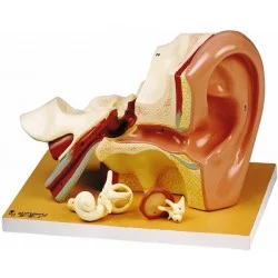 مدل-مولاژ-گوش-۴-تکه