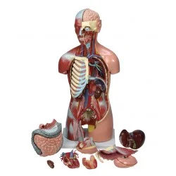 مدل نیم تنه انسان اندازه طبیعی با ماهیچه