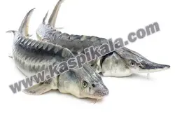 ماهی خاویاری- فروش ماهی خاویاریCaviar-fish