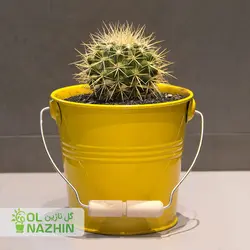 گلدان کاکتوس اچینو با گلدان زرد فلزی
