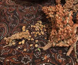 سماق قهوه ای دانه شده درجه یک