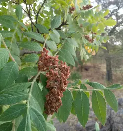 سماق قهوه ای خوشه ای درجه یک - فروش آنلاین گردو تویسرکان