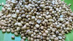 تخم گیشنیز