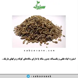 اسفرزه