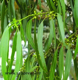 اکالیپتوس بُن 10 تا 15