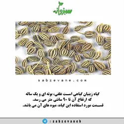 تخم زینیان