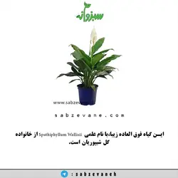 گل و گیاه آپارتمانی تصفیه کننده هوا-اسپاتی فیلوم یا برگ قاشقی