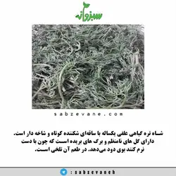 گیاه شاه تره