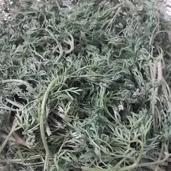 گیاه شاه تره