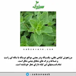 مرزنجوش