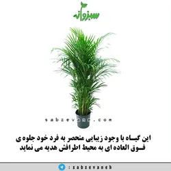 نخل اریکا آپارتمانی سطل نیم زباله