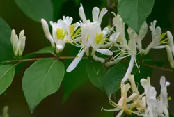 یاس امین الدوله ، پیچ امین الدوله سطل 4 و 7