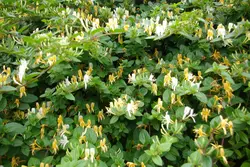 یاس امین الدوله ، پیچ امین الدوله سطل 4 و 7