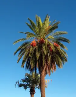 نخل مرداسینگ(نخل خرما) سطل زباله و جعبه 60در60