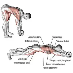 رول شکمی براق | خرید و قیمت رول شکم چرخ شکم | بدنسازی شکم