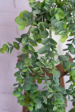 آویز اکالیپتوس کد 5