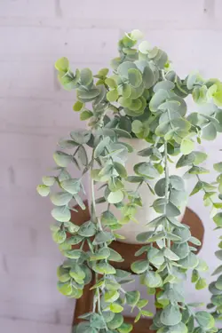 آویز اکالیپتوس کد 4