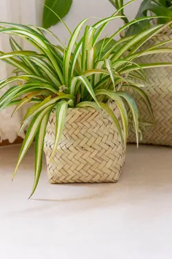 کاور گلدان حصیری خمره ای کوچک