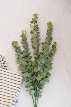 بوته اکالیپتوس