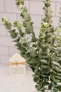 بوته اکالیپتوس