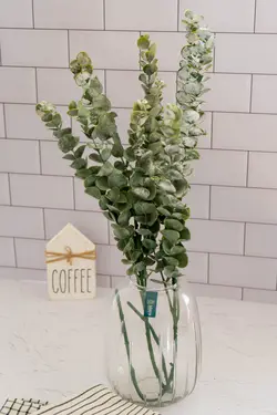 بوته اکالیپتوس