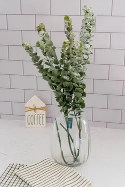 بوته اکالیپتوس